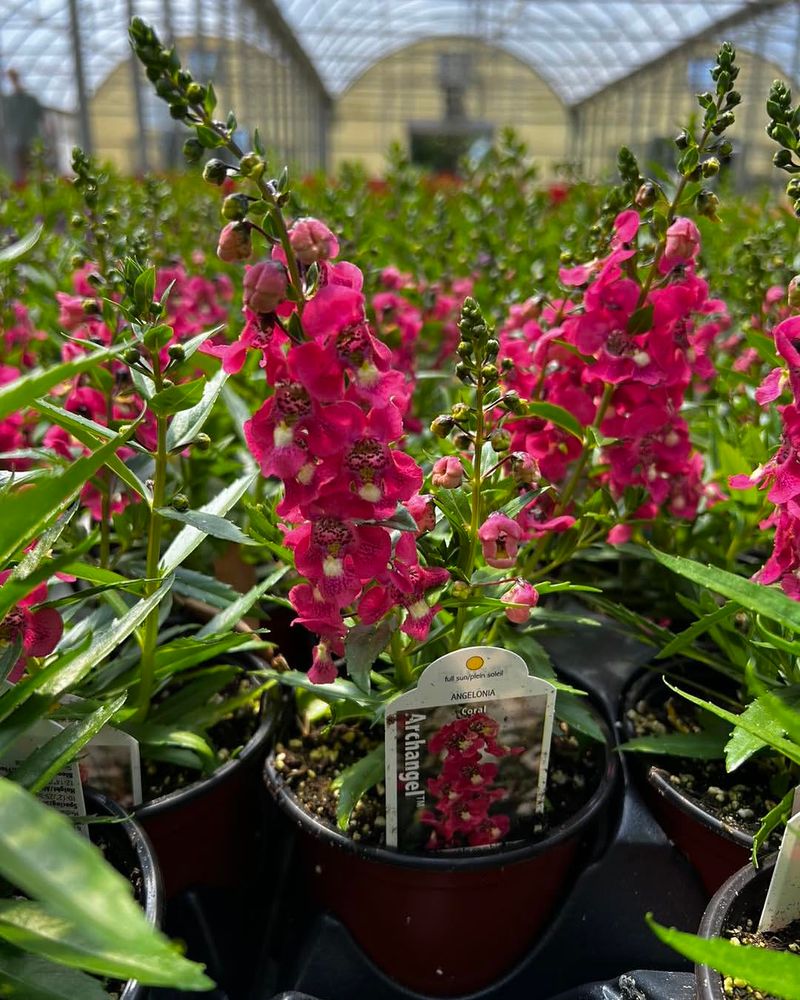 Angelonia Angelonia