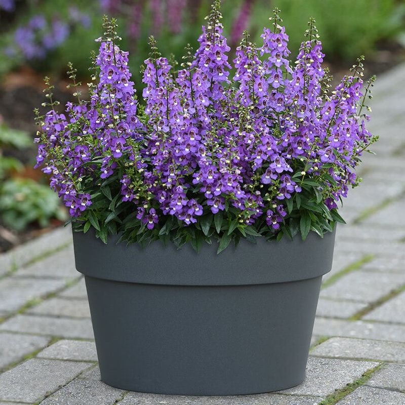 Angelonia Angelonia
