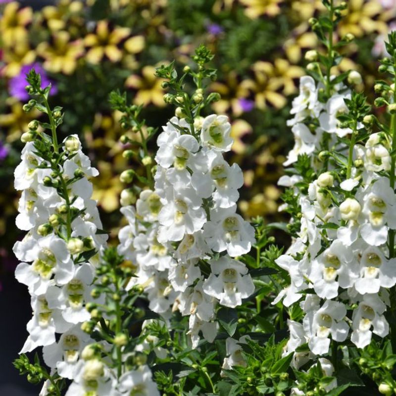 Angelonia