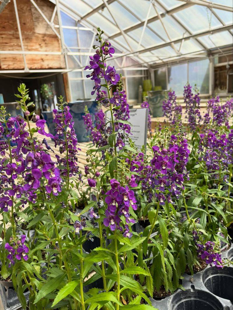 Angelonia