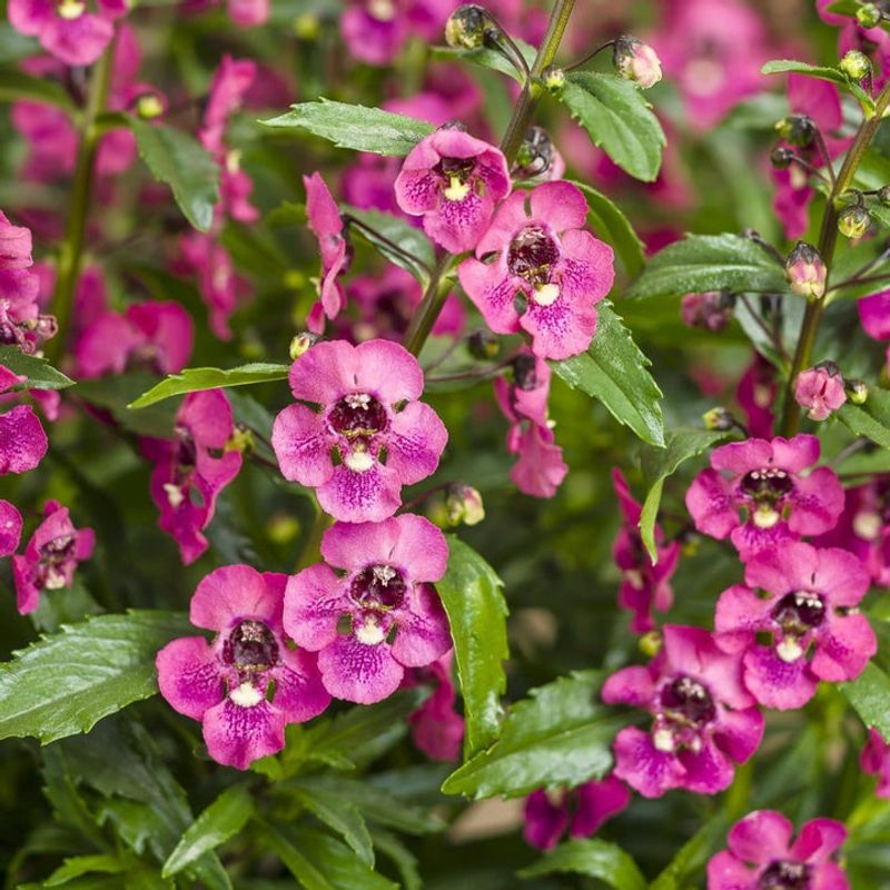 Angelonia Adds Upright Blooms That Handle Heat Well