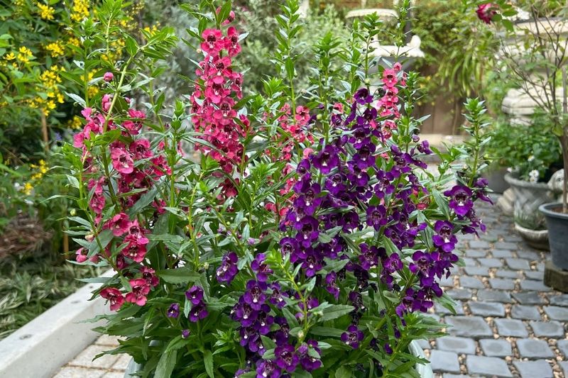 Angelonia Adds Upright Blooms With Staying Power