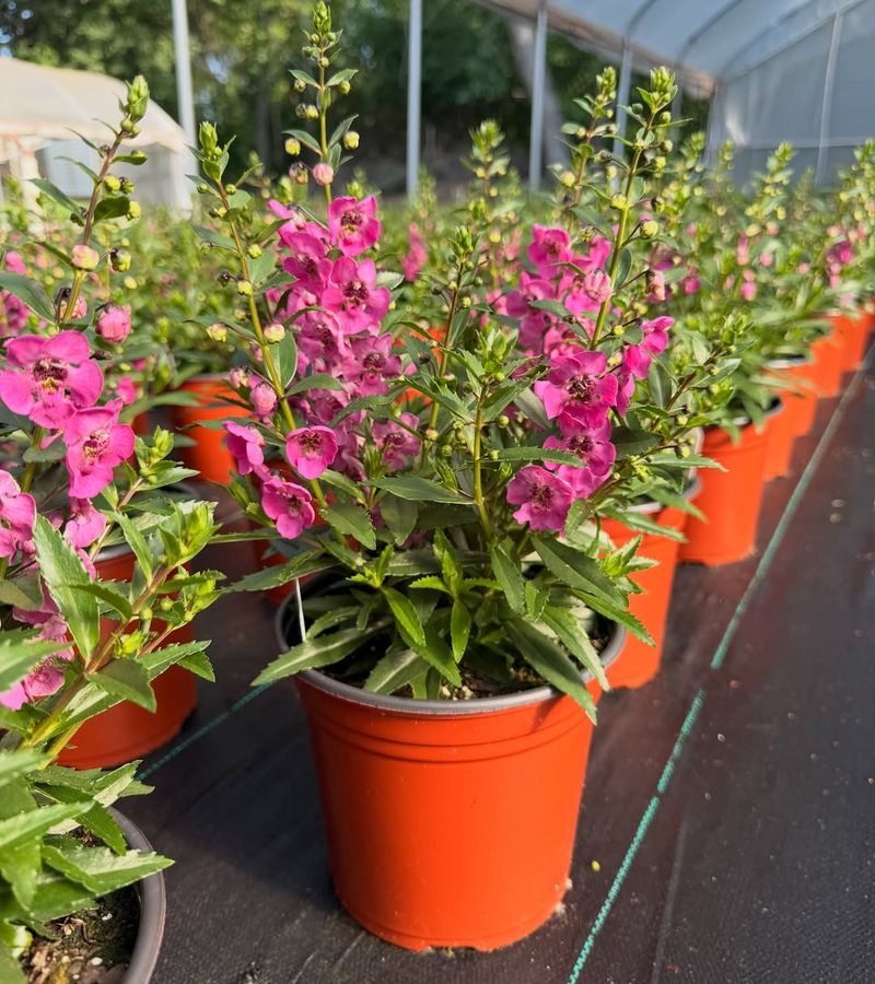 Angelonia Adds Upright Color That Looks Professionally Planted