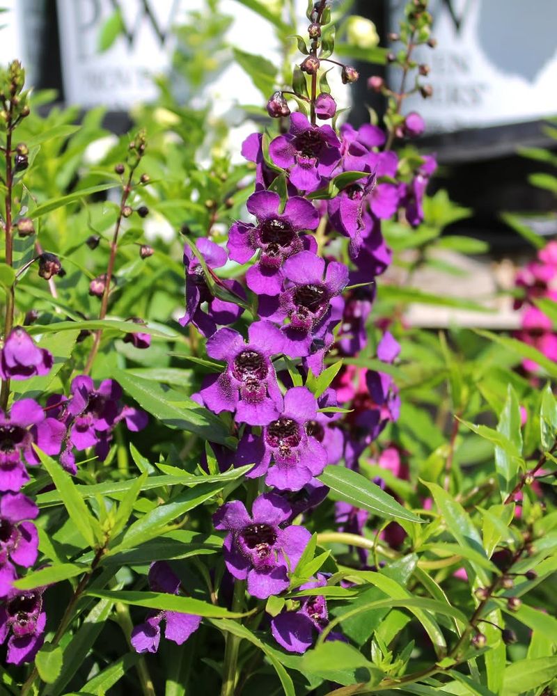 Angelonia Continues Flowering Longer With Occasional Pruning