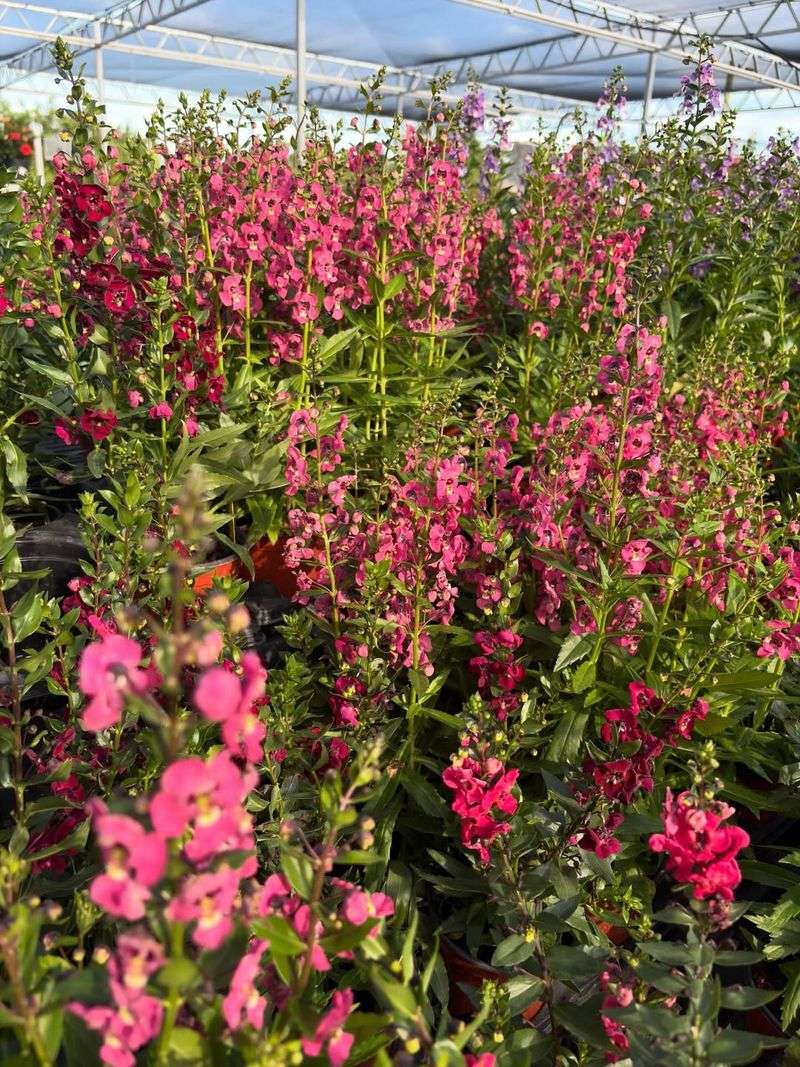 Angelonia Handles Humid Weather Better Than Many Flowers