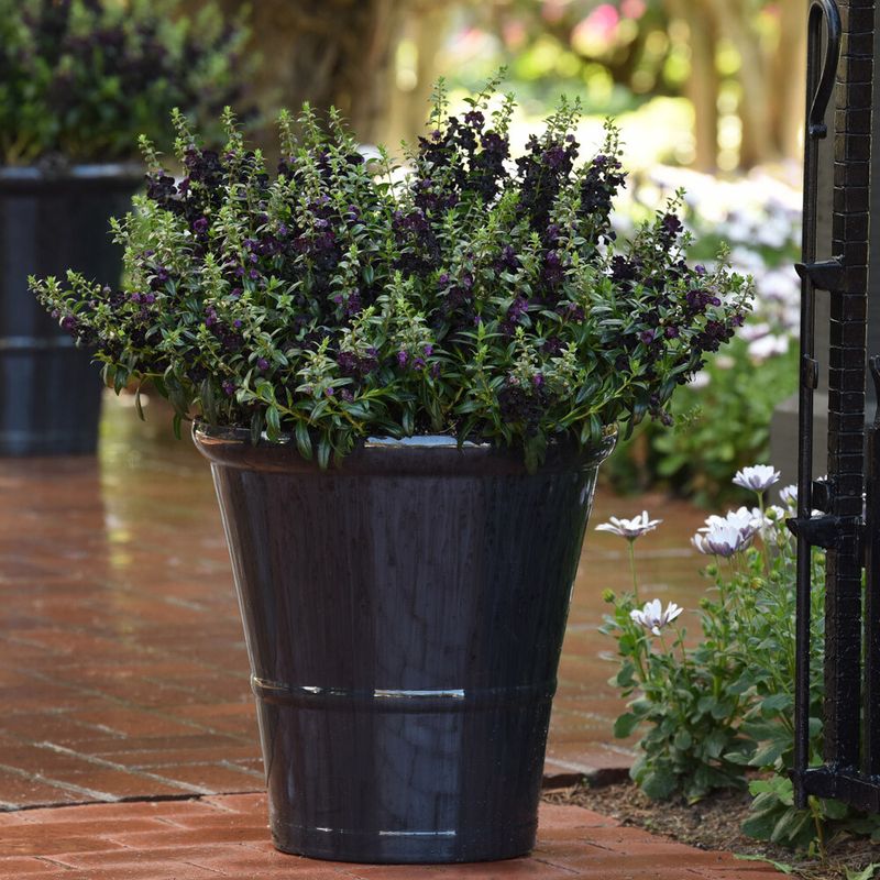Angelonia Keeps Blooming Through Hot Weather