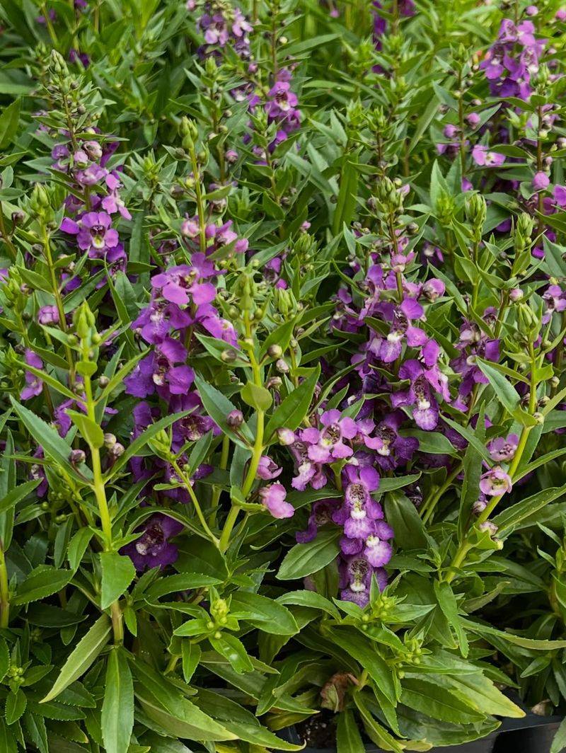 Angelonia Keeps Flowering Through Peak Summer Heat