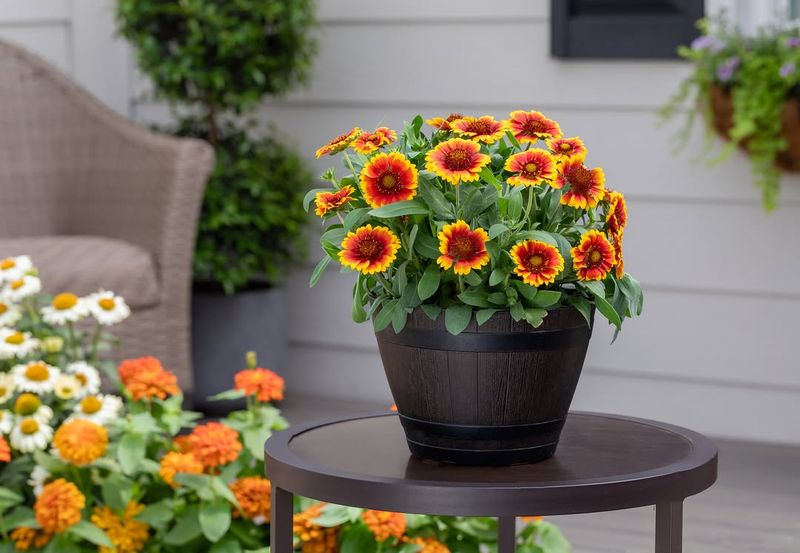Gaillardia Keeps Going With Deadheading