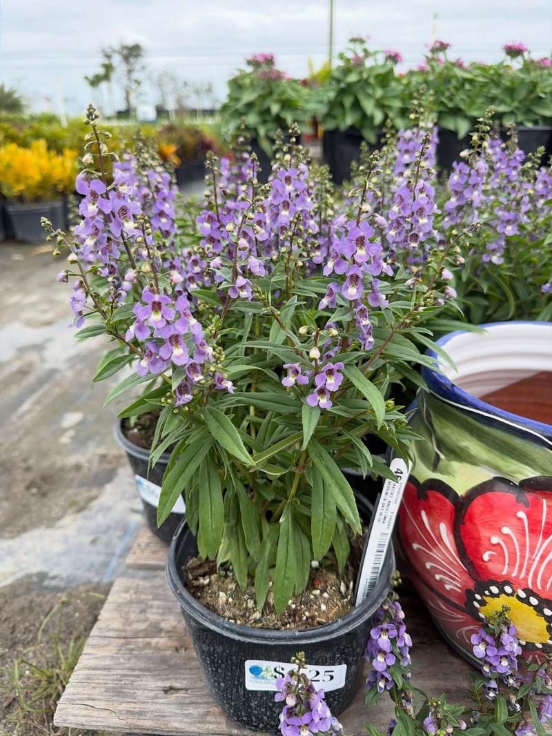Angelonia Looks Delicate But Handles Summer Heat