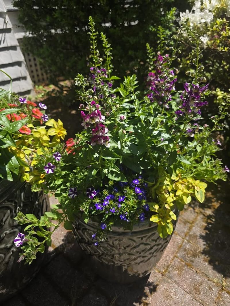 Angelonia + Sweet Alyssum Angelonia + Sweet Alyssum