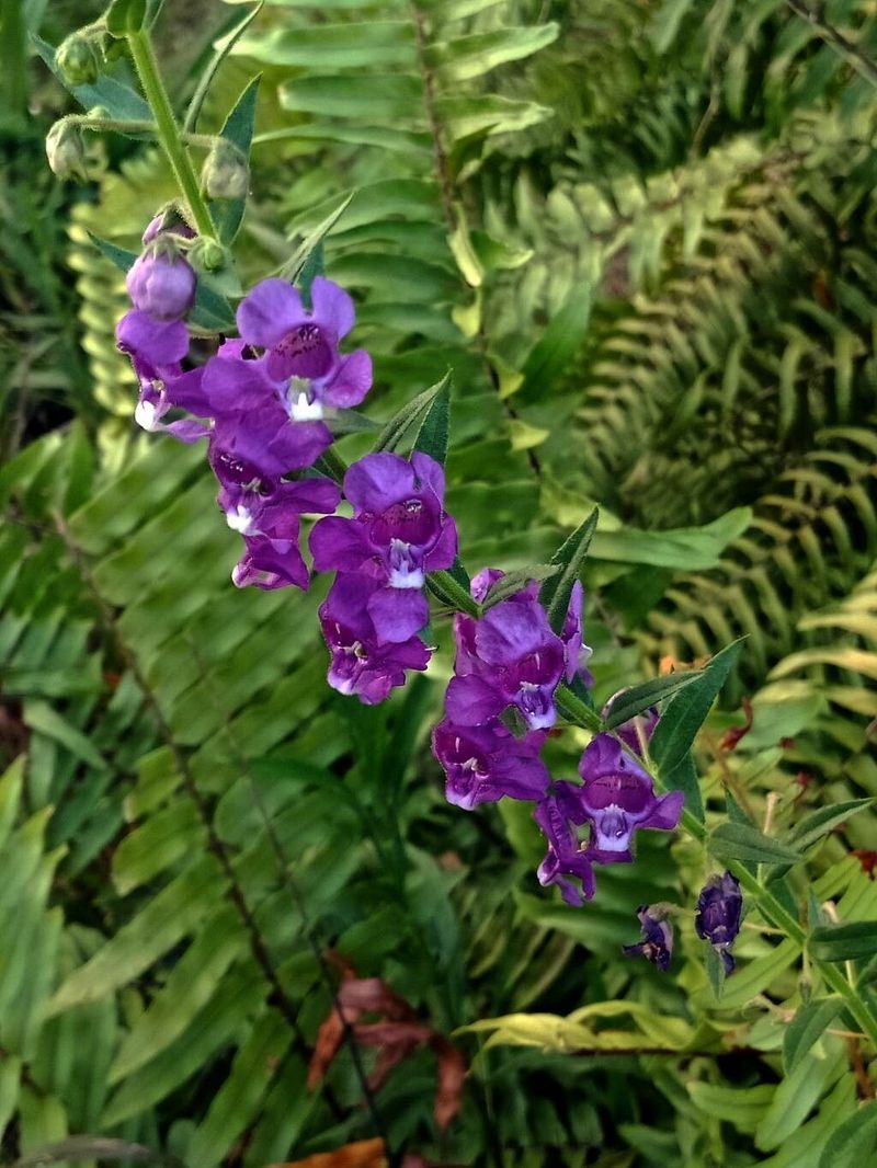 Angelonia