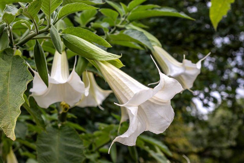 Angel's Trumpet