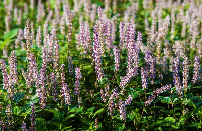 Anise Hyssop Anise Hyssop