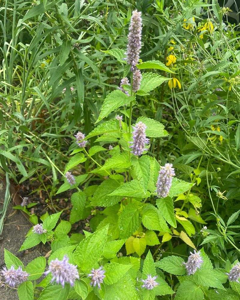 Anise Hyssop (Agastache foeniculum)