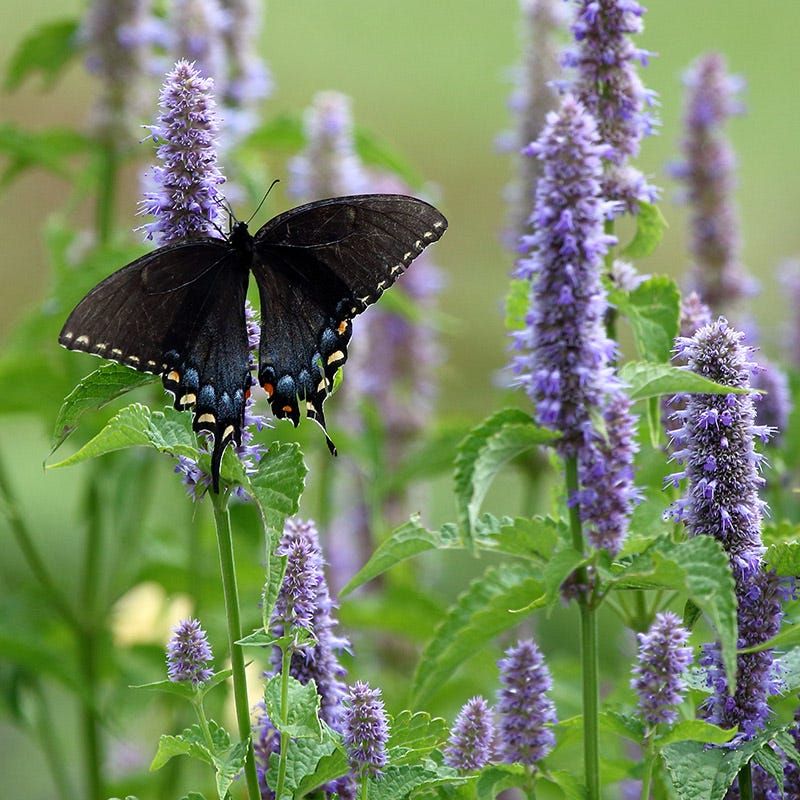 Anise Hyssop Brings Fragrance And Pollinator Appeal