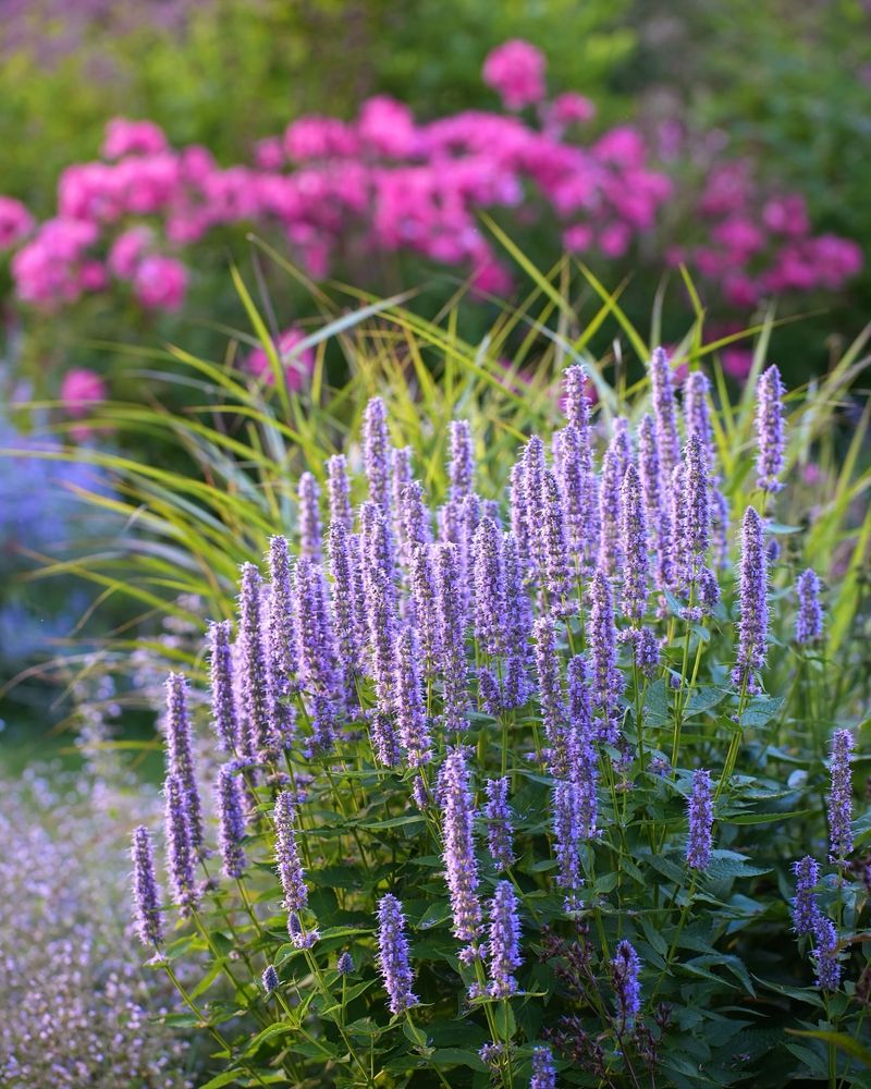Anise Hyssop