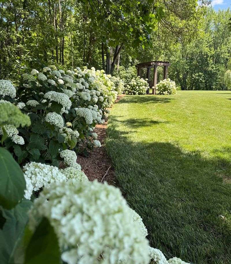 Annabelle Hydrangea Is A Classic Choice For Part Shade