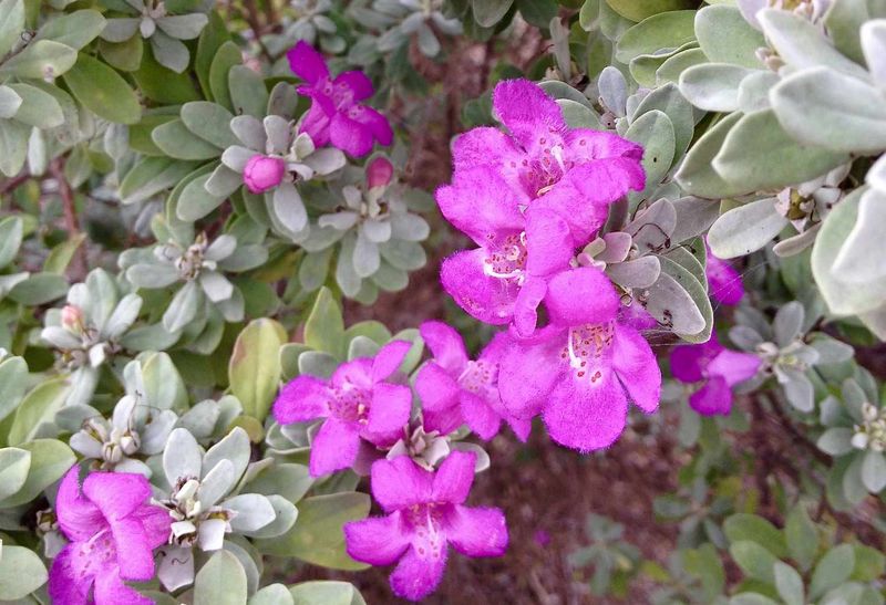Perennials Wake Up With Spring Feeding