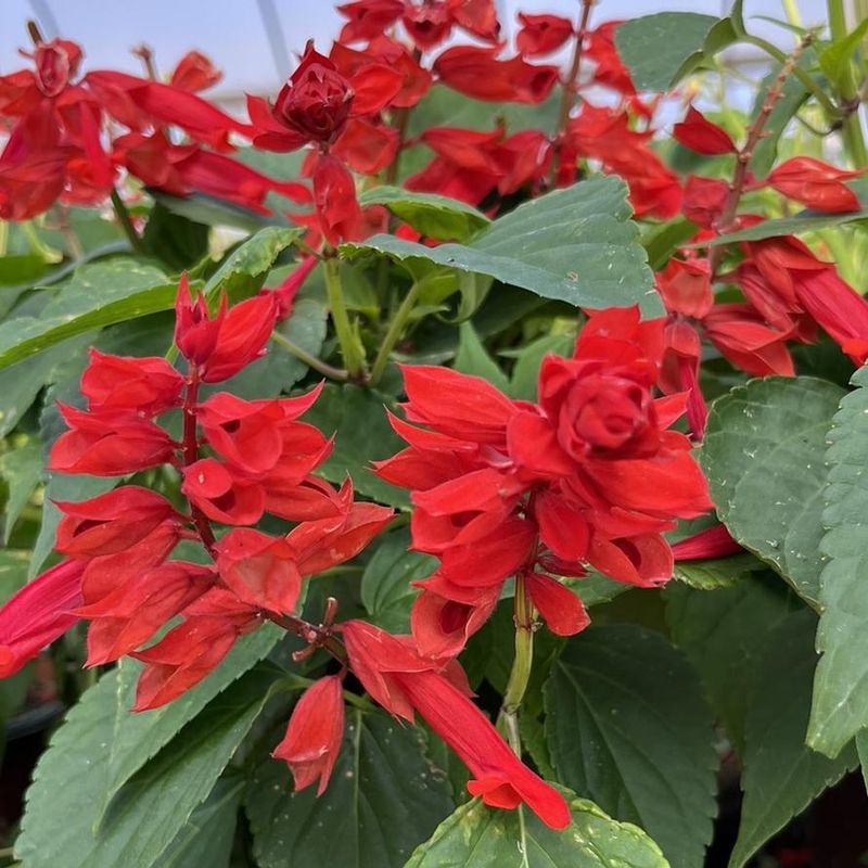 Annual Salvia Adds Spikes Of Color For Pollinators