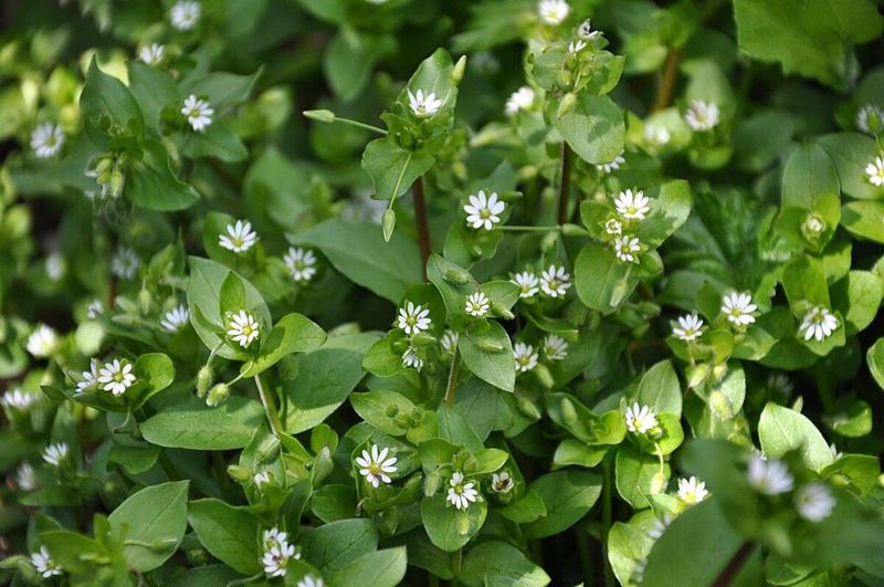 Annual Weeds Steal Water And Nutrients Fast