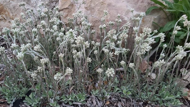 Antennaria Plantaginifolia