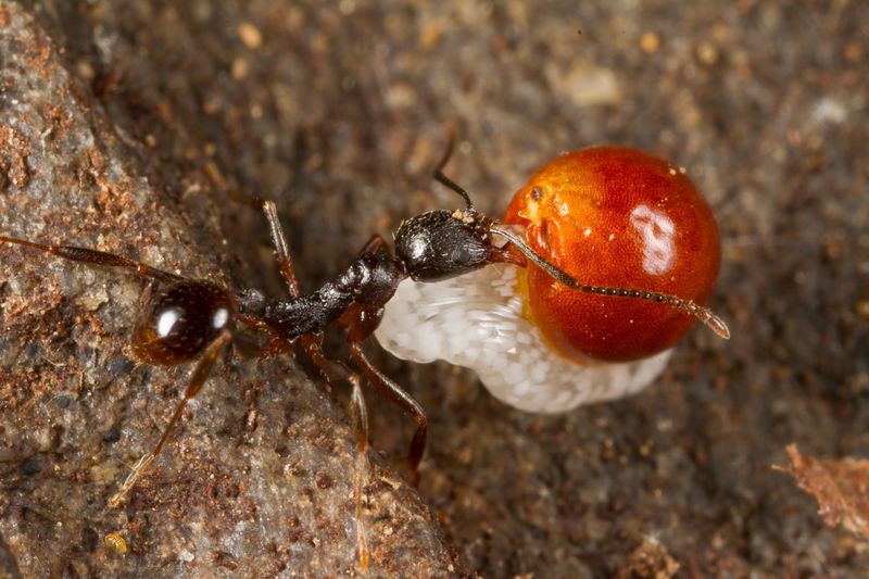 Ants Are The Secret Seed Carriers Of The Forest
