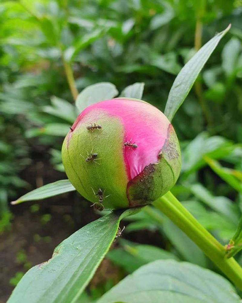 Ants Are Usually Drawn To Sweet Liquid On Peony Buds