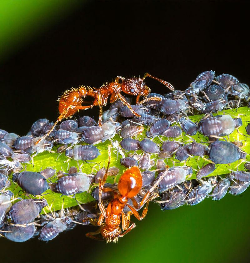 Ants Can Be A Clue That Aphids Are Feeding Nearby Ants Can Be A Clue That Aphids Are Feeding Nearby