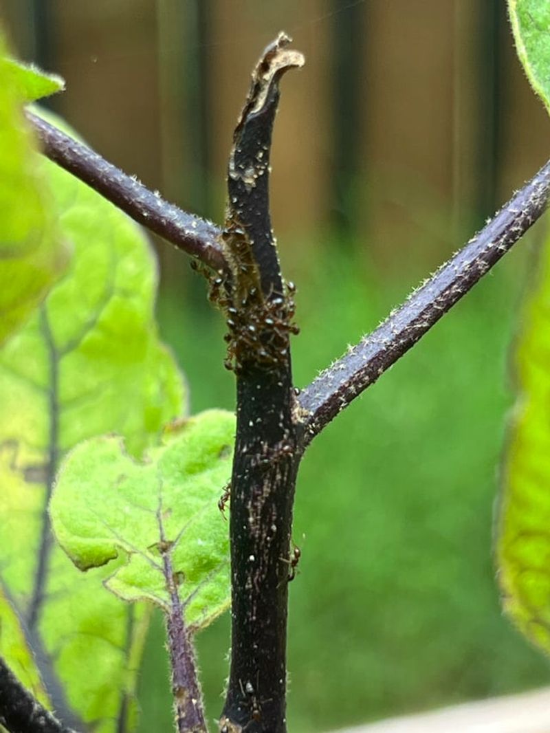 Ants Often Reveal Where The Real Pest Problem Is Ants Often Reveal Where The Real Pest Problem Is