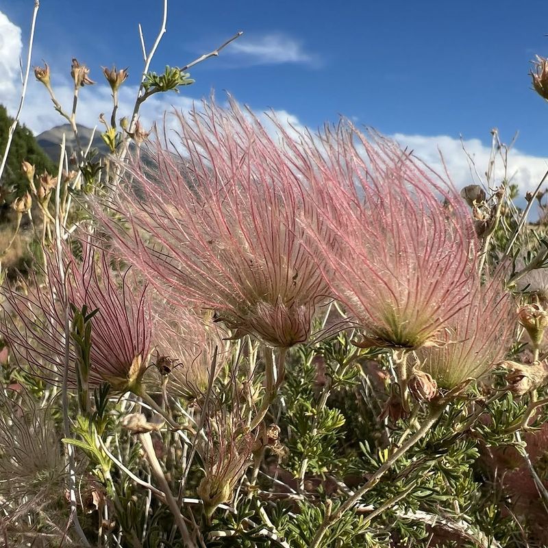 Apache Plume Brings Airy Texture