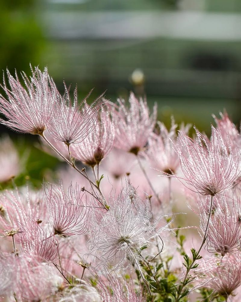 Apache Plume Handles Dry Conditions While Producing Soft Blooms Apache Plume Handles Dry Conditions While Producing Soft Blooms