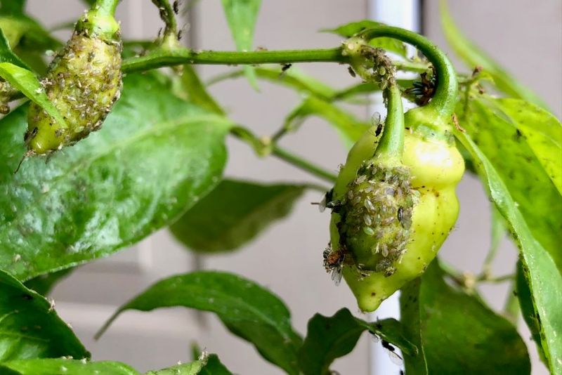 Aphid Feeding Can Distort Leaves And Slow Growth Aphid Feeding Can Distort Leaves And Slow Growth