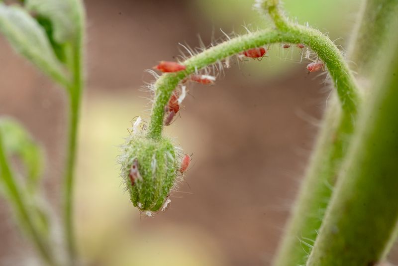 Aphid Infestations
