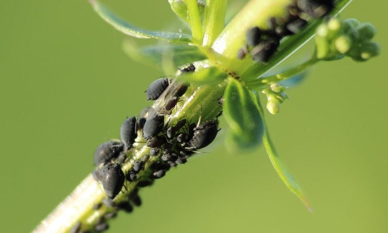 Aphids