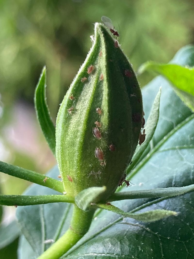 Aphids Can Damage Buds And New Growth