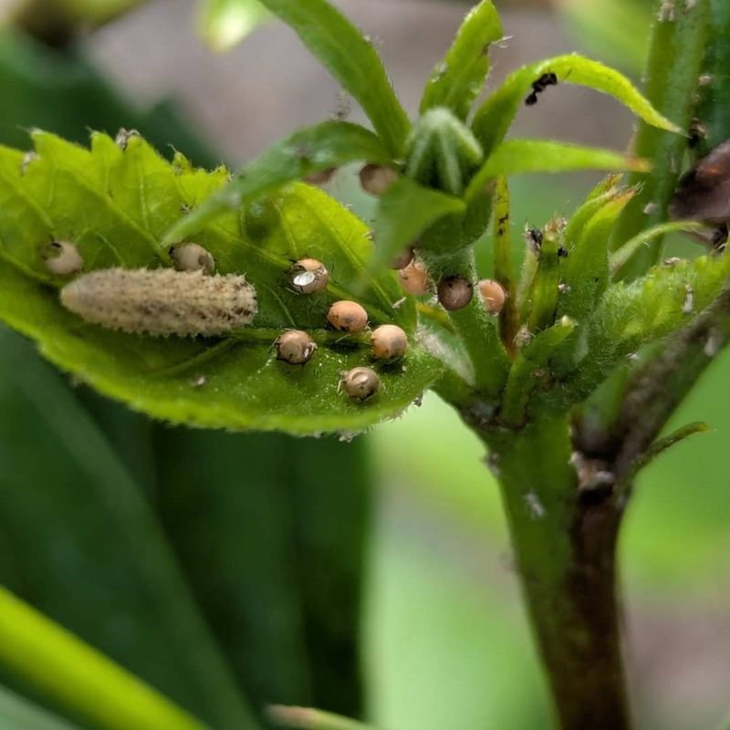 Aphids Cluster On Tender Citrus Shoots