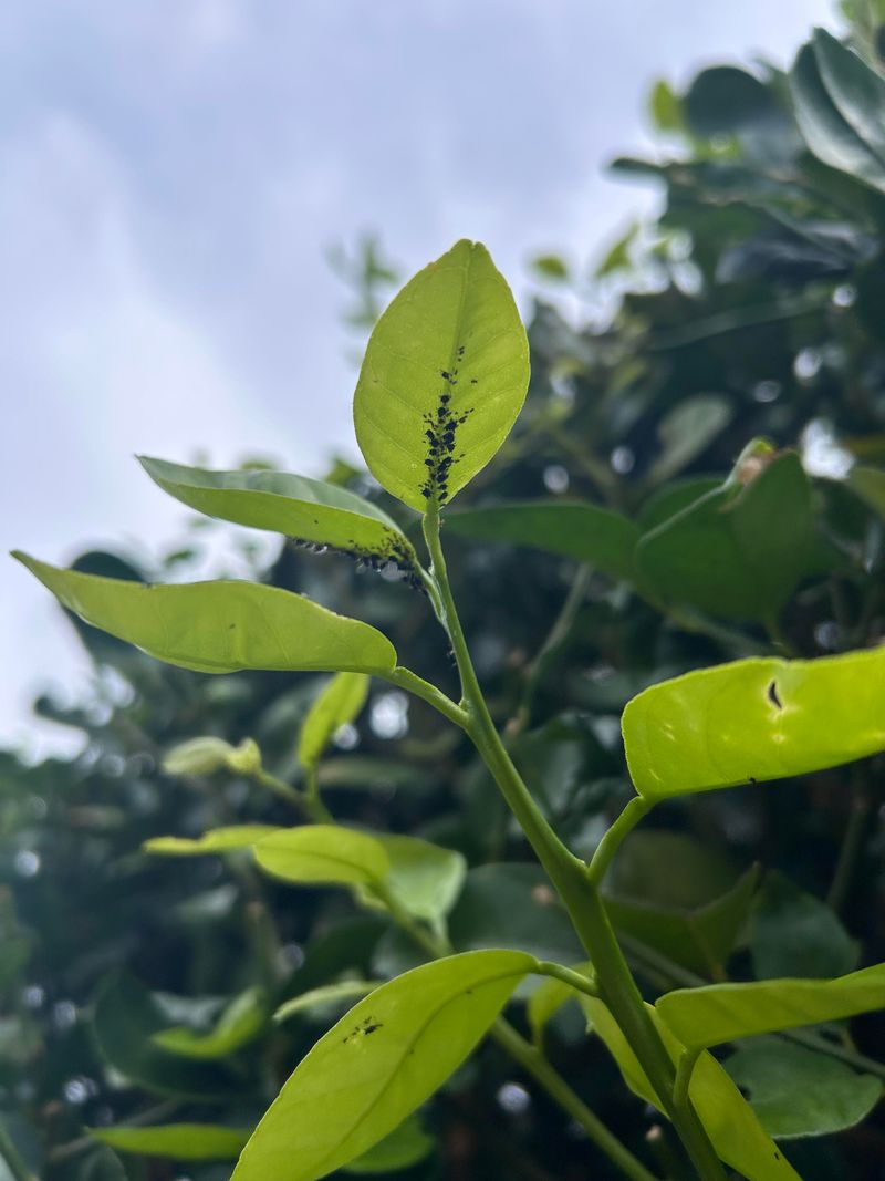 Aphids Frequently Hide Beneath Curled Leaves