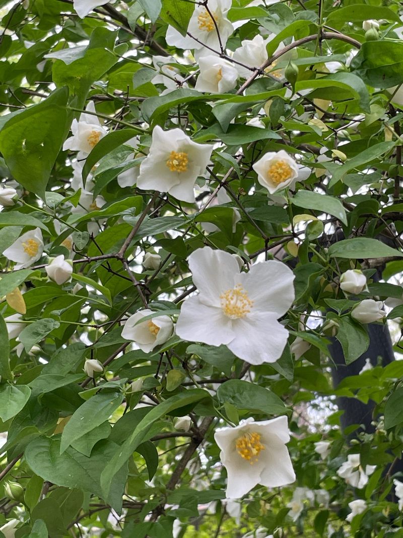 Appalachian Mock-Orange Keeps Its Cool In Heat Appalachian Mock-Orange Keeps Its Cool In Heat