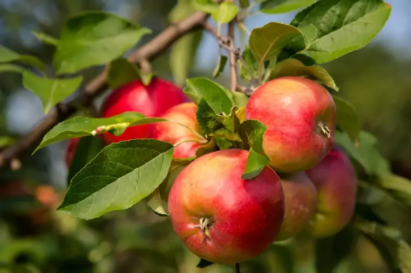 Apple Tree
