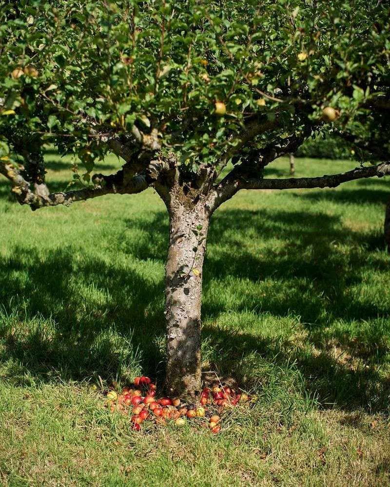 Apple Trees