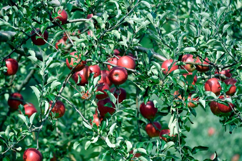 Apple Trees