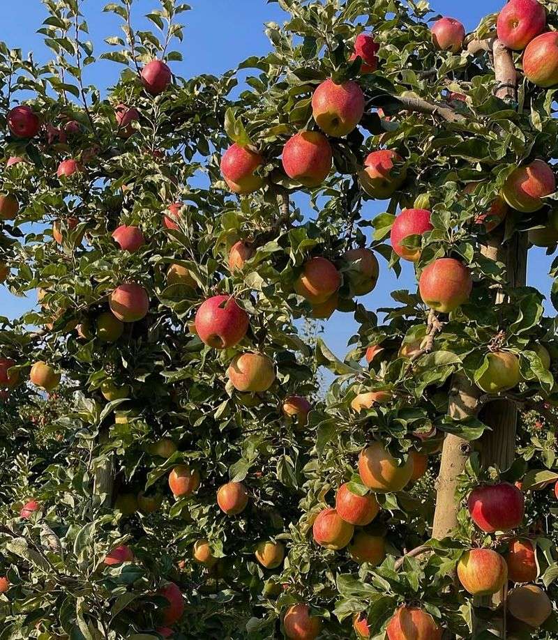 Apple Trees Apple Trees