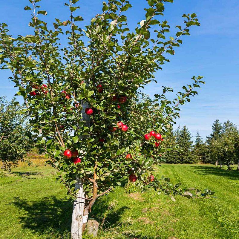 Apple Trees Fit Small Yards With Smart Pruning