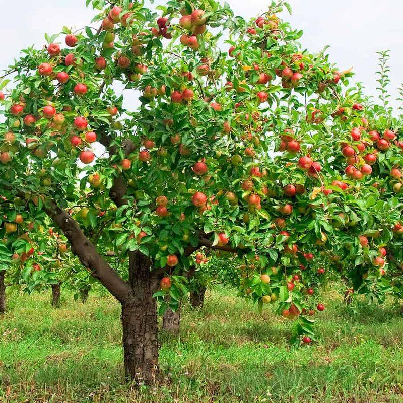 Apple Trees