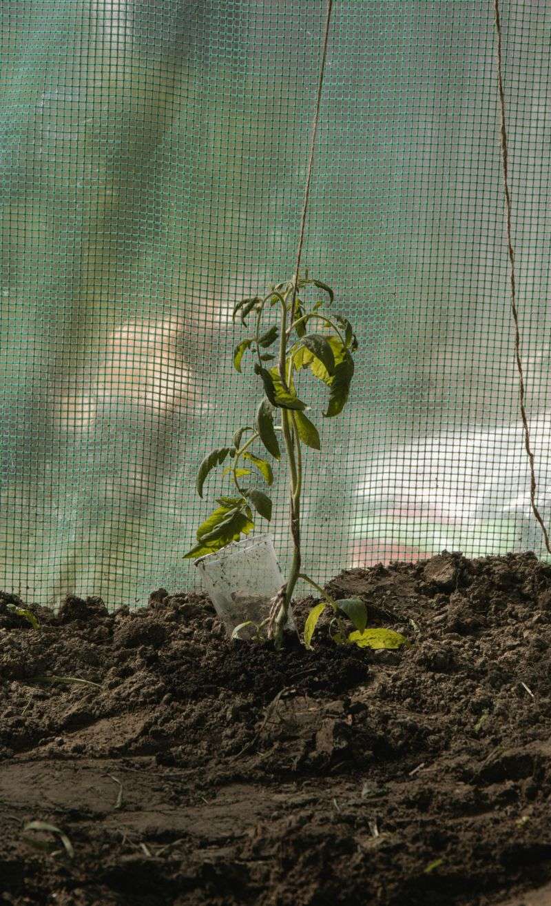 Apply Balanced Fertilizer For A Strong Recovery Apply Balanced Fertilizer For A Strong Recovery