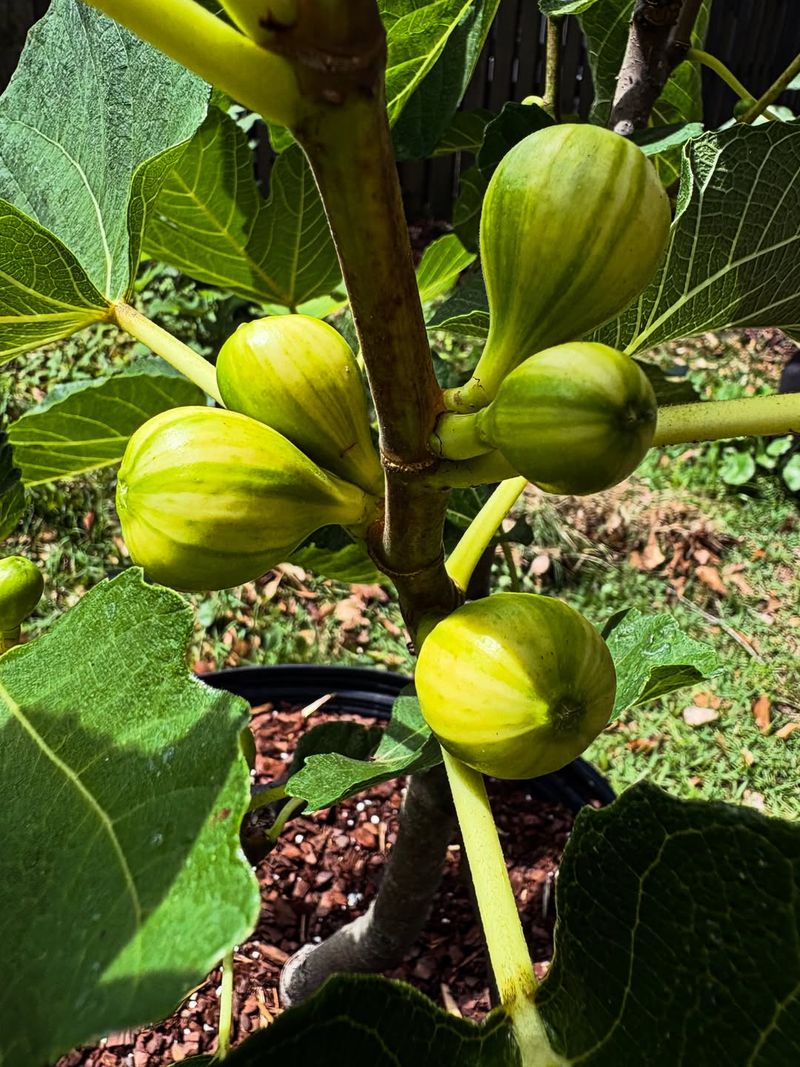 Apply Balanced Fertilizer