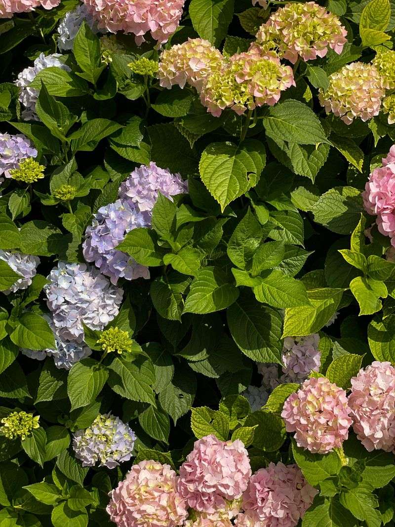 Apply Balanced Slow-Release Fertilizer