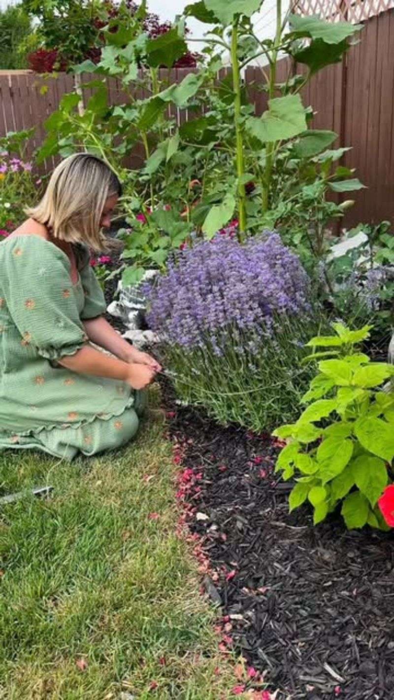 Apply Light Fertilizer Carefully