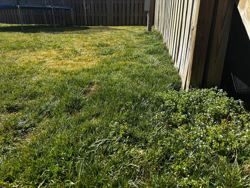 Apply Pre-Emergent Weed Control Apply Pre-Emergent Weed Control