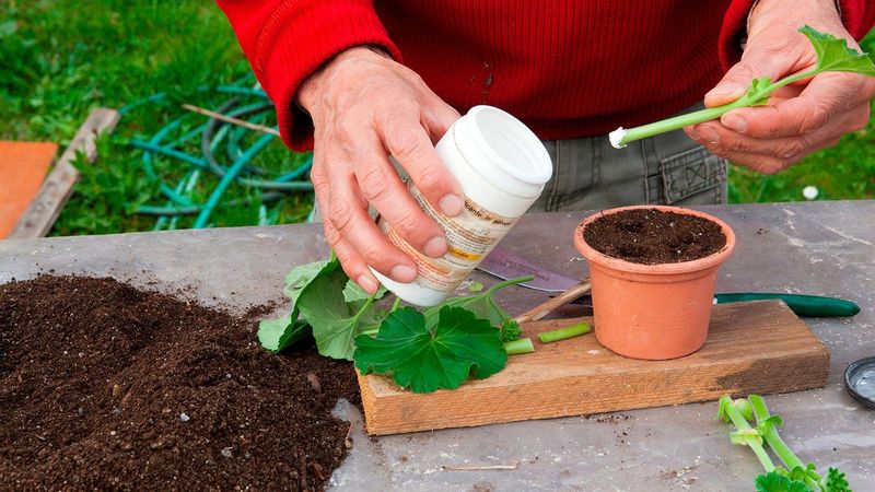 Apply Rooting Hormone When It Fits The Shrub